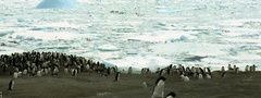 лед, антарктика, пингвины
