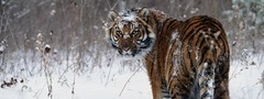 тигр, снег, зима