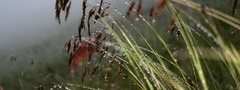 трава, роса, после дождя, лето