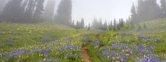 Вашингтон, Маунт-Рейнир, утро туманное, лес, тропинка, поляна, цветы