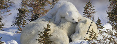 белые медведи, медвежонок, снег, зима, любовь, сон