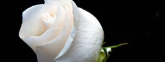 белая роза, нежность