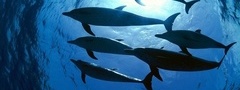 дельфины, глубина, море, рыба, морские жители