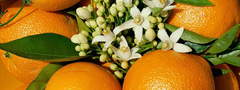 апельсины, фрукты, еда