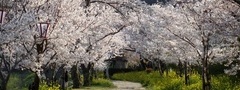 вишня, япония, цветы