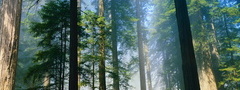 Лес, туман, деревья