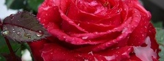 красная, роза