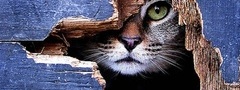 кошка, забор, прячется, смотрит