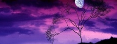 дерево, ветки, ночь, луна
