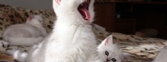котенок, котята, белые, зевает, сон
