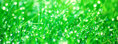 трава, зелень, капли, вода, роса, макро