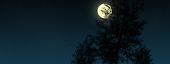 Ночь, Луна, Небо, Дерево