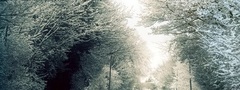 зима, дорога, иней, ветки, деревья, мороз