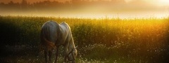 лошадь, конь, животное, утро, туман, трава, солнце