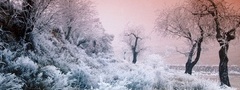 Иней, зима, снег, деревья