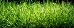 трава, зелень, макро