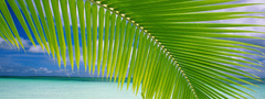 Остров, океан, пальма, листья, листья пальмы