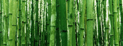 природа, бамбук, зелень, зеленый