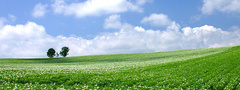 поле, простор, цветы, дерево, небо, лето, день, трава