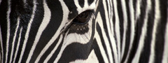 зебра, морда, полоски, взгляд, животное