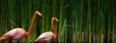 фламинго, заросли, птицы, вода