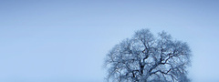 зима, дерево, холод