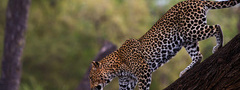 леопард, хищник, кошка, Африка
