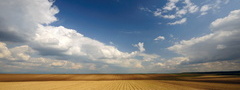 небо, поле, пшеница