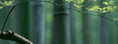 ветвь, бамбук, клен, япония