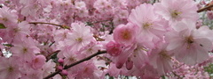 сакура, япония, весна, цветы