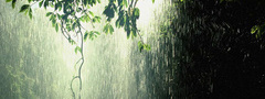 дождь, листва, зелень, ливень