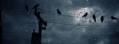 вороны, дождь