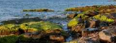 море, камни, водоросли