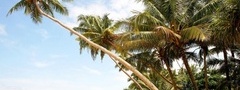 остров, пальмы
