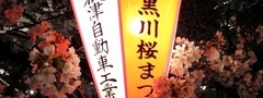 япония, сакура, фонарь, цветы