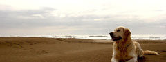 собака, пляж, море, песок