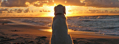 собака, пляж, море, песок, закат