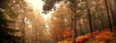 лес, осень, тропа