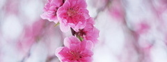 япония, сакура, цветы, весна