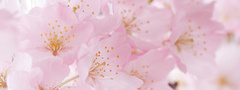 розовые цветы, весна