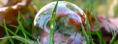 пузырь, отражение, трава, макро