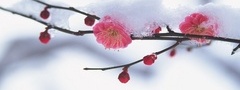 япония, сакура, ветвь, снег, весна