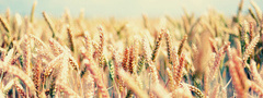 Пшеница, лето, свет