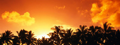 пальмы, закат, солнце, берег, море