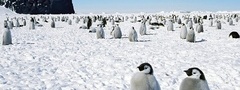пингвины, север, горы