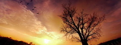 Солнце, закат, дерево