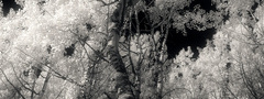 Greg Martin, атр, дерево, темное