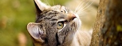 кошка, кот, любопытство, котэ, взгляд, ствол, дерево, внимание