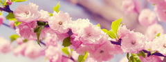 сакура, вишня.ветка, цветы, лепестки, цветение, весна