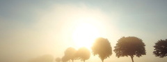 туман, деревья, солнце